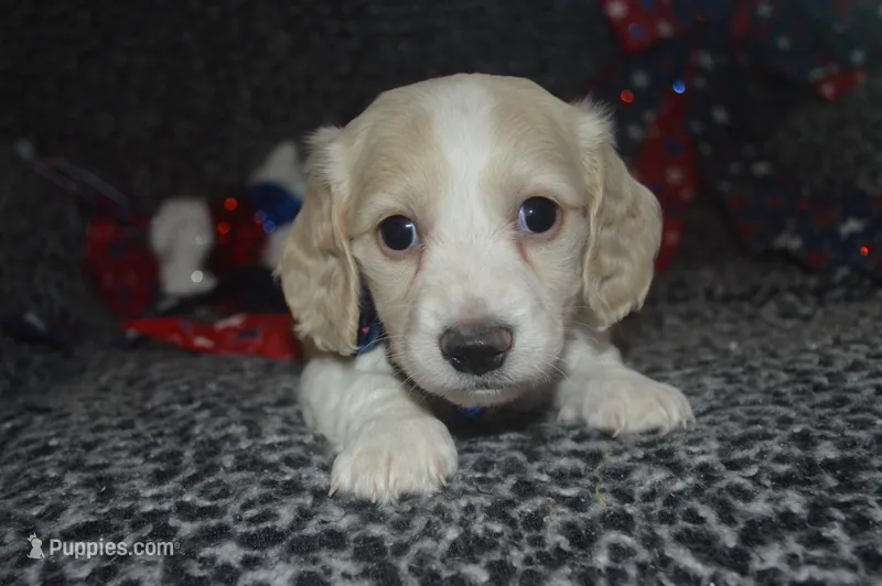 Cream/Pie Male AKC/PRA Clear   – Miniature Dachshund puppy for sale in Sylvia, KS