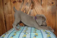Longhair Female  , a female Weimaraner for sale in Sylvia, KS – 4 of 10