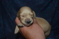 Cream Female AKC/PRA Clear , a female Miniature Dachshund for sale in Sylvia, KS – 2 of 5