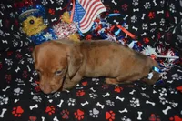 Dapple Female SM, a female Miniature Dachshund for sale in Sylvia, KS – 4 of 4