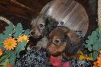 Shaded Cream AKC/PRA Clear , a male Miniature Dachshund for sale in Sylvia, KS – 2 of 3