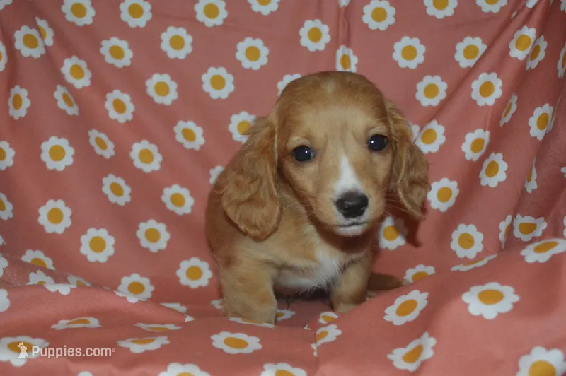 Red Male AKC/PRA Clear  – Miniature Dachshund puppy for sale in Sylvia, KS