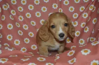 Red Male AKC/PRA Clear , a male Miniature Dachshund for sale in Sylvia, KS – 1 of 5