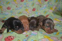 Black and Tan Female , a male Miniature Dachshund for sale in Sylvia, KS – 4 of 4