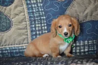 Tommy AKC , a male Miniature Dachshund for sale in Sylvia, KS – 6 of 6