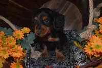 Black and Tan Male , a male Miniature Dachshund for sale in Sylvia, KS – 4 of 8