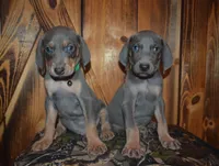 Male MOH Blue, a male Weimaraner for sale in Sylvia, KS – 4 of 4