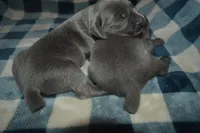 Blue Female AKC , a female Weimaraner for sale in Sylvia, KS – 6 of 8