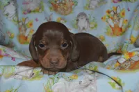 Chocolate Tan , a male Miniature Dachshund for sale in Sylvia, KS – Photo 4 of 5