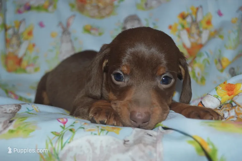 Chocolate Tan  – Miniature Dachshund puppy for sale in Sylvia, KS