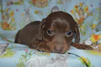 Chocolate Tan , a male Miniature Dachshund for sale in Sylvia, KS – Photo 1 of 5