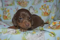 Chocolate Tan , a male Miniature Dachshund for sale in Sylvia, KS – Photo 5 of 5