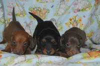 Chocolate Tan , a male Miniature Dachshund for sale in Sylvia, KS – Photo 3 of 5