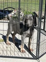 MOH Blue Male, a male Weimaraner for sale in Sylvia, KS – 4 of 4