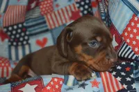 Chocolate Tan AKC/PRA Clear , a male Miniature Dachshund for sale in Sylvia, KS – 2 of 8