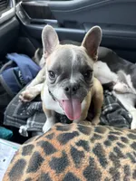 JuneBug, a female French Bulldog for sale in Sylvia, KS – 3 of 4