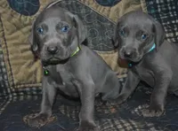 AKC Blue Male , a male Weimaraner for sale in Sylvia, KS – 3 of 4