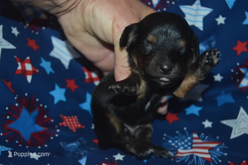BK/Tan Male  – Miniature Dachshund puppy for sale in Sylvia, KS