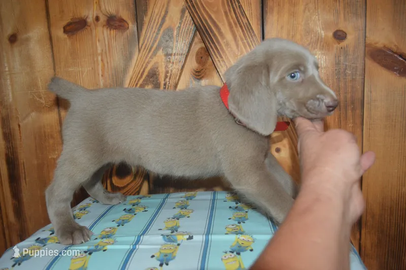 Silver Longhair Male  – Weimaraner puppy for sale in Sylvia, KS
