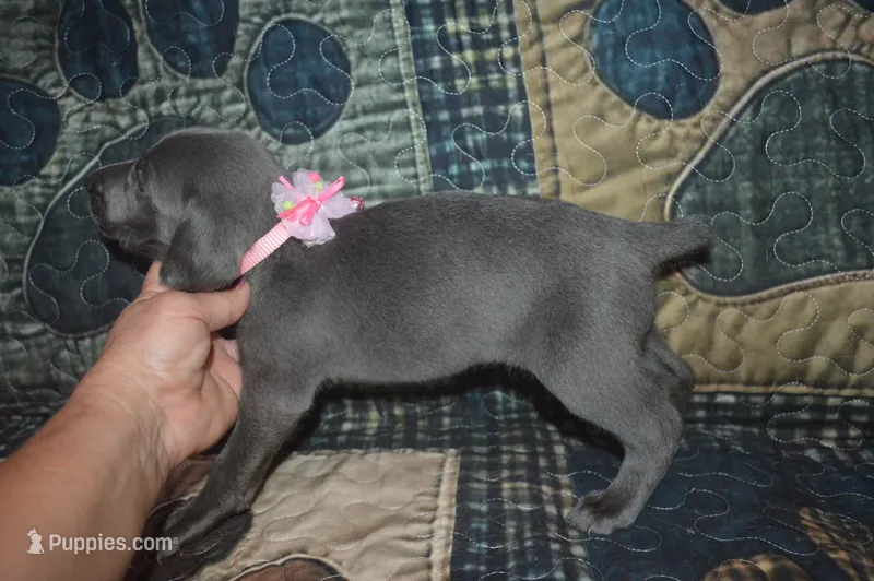 AKC Female Pink  – Weimaraner puppy for sale in Sylvia, KS