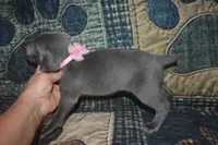 AKC Female Pink , a male Weimaraner for sale in Sylvia, KS – 1 of 5