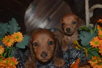 DAPPLE Male , a male Miniature Dachshund for sale in Sylvia, KS – 4 of 10
