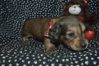 AKC/PRA Clear Male, a male Miniature Dachshund for sale in Sylvia, KS – Photo 6 of 8
