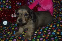 AKC/PRA Clear Male, a male Miniature Dachshund for sale in Sylvia, KS – Photo 3 of 8
