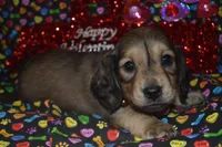 AKC/PRA Clear Male, a male Miniature Dachshund for sale in Sylvia, KS – Photo 8 of 8