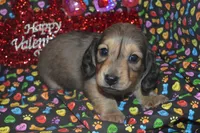 AKC/PRA Clear Male, a male Miniature Dachshund for sale in Sylvia, KS – Photo 1 of 8