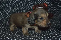 AKC/PRA Clear Male, a male Miniature Dachshund for sale in Sylvia, KS – Photo 7 of 8