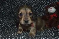 AKC/PRA Clear Male, a male Miniature Dachshund for sale in Sylvia, KS – Photo 4 of 8