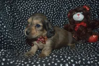 AKC/PRA Clear Male, a male Miniature Dachshund for sale in Sylvia, KS – Photo 5 of 8
