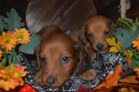 DAPPLE <Male , a male Miniature Dachshund for sale in Sylvia, KS – 4 of 8