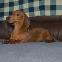 AKC, PAR Clear, a male Miniature Dachshund for sale in Sylvia, KS – Photo 2 of 10