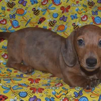 AKC, PAR Clear, a male Miniature Dachshund for sale in Sylvia, KS – Photo 7 of 10