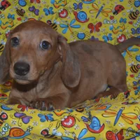AKC, PAR Clear, a male Miniature Dachshund for sale in Sylvia, KS – Photo 6 of 10