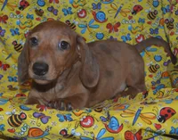 AKC, PAR Clear, a male Miniature Dachshund for sale in Sylvia, KS – Photo 6 of 10