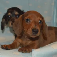 AKC, PAR Clear, a male Miniature Dachshund for sale in Sylvia, KS – Photo 8 of 10