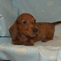 AKC, PAR Clear, a male Miniature Dachshund for sale in Sylvia, KS – Photo 9 of 10