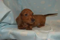 AKC, PAR Clear, a male Miniature Dachshund for sale in Sylvia, KS – Photo 9 of 10