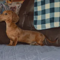 AKC, PAR Clear, a male Miniature Dachshund for sale in Sylvia, KS – Photo 3 of 10