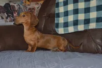 AKC, PAR Clear, a male Miniature Dachshund for sale in Sylvia, KS – Photo 3 of 10