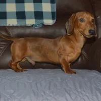 AKC, PAR Clear, a male Miniature Dachshund for sale in Sylvia, KS – Photo 4 of 10