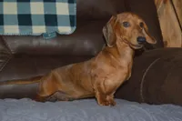 AKC, PAR Clear, a male Miniature Dachshund for sale in Sylvia, KS – Photo 1 of 10