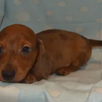 AKC, PAR Clear, a male Miniature Dachshund for sale in Sylvia, KS – Photo 10 of 10