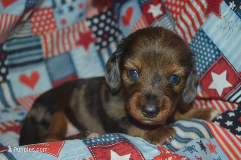 Dapple LH Male AKC/PRA Clear  – Miniature Dachshund puppy for sale in Sylvia, KS
