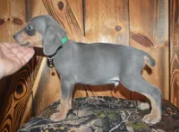 Male MOH Blue, a male Weimaraner for sale in Sylvia, KS – 3 of 4