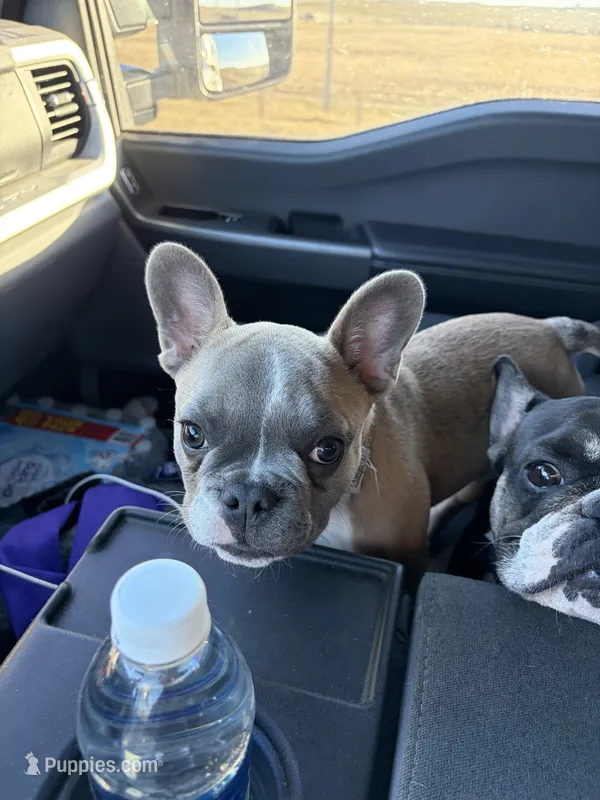 JuneBug – French Bulldog puppy for sale in Sylvia, KS