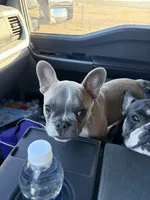 JuneBug, a female French Bulldog for sale in Sylvia, KS – 1 of 4